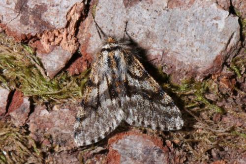 Lycia pomonaria
